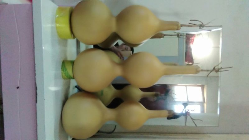 长嘴亚腰葫芦35~45cm