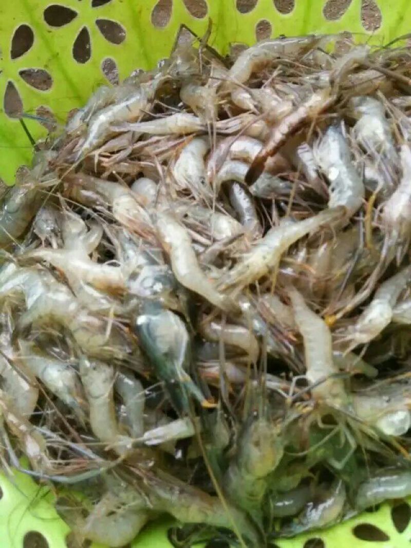 土鲶鱼食用