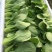 【热销】（坏菜包赔）精品小青菜油菜产地直销