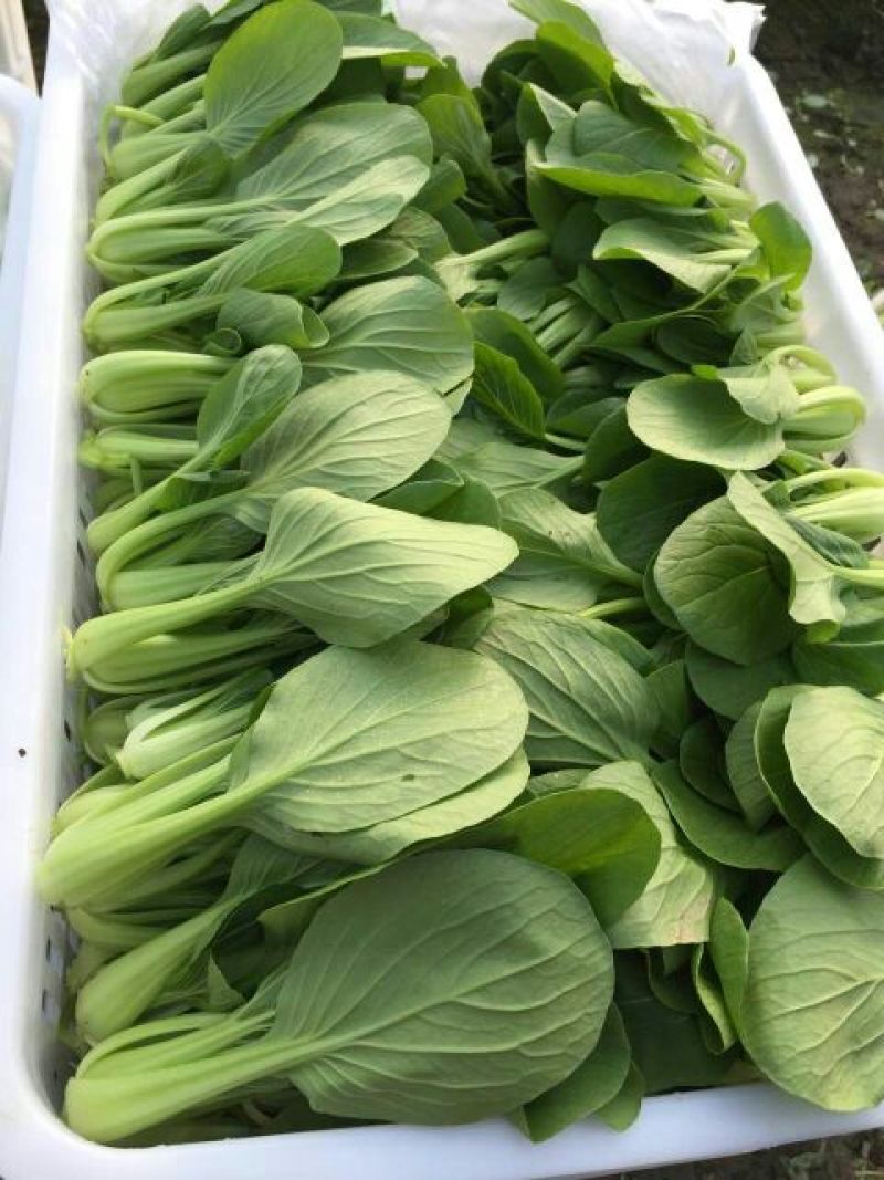 【热销】（坏菜包赔）精品小青菜油菜产地直销
