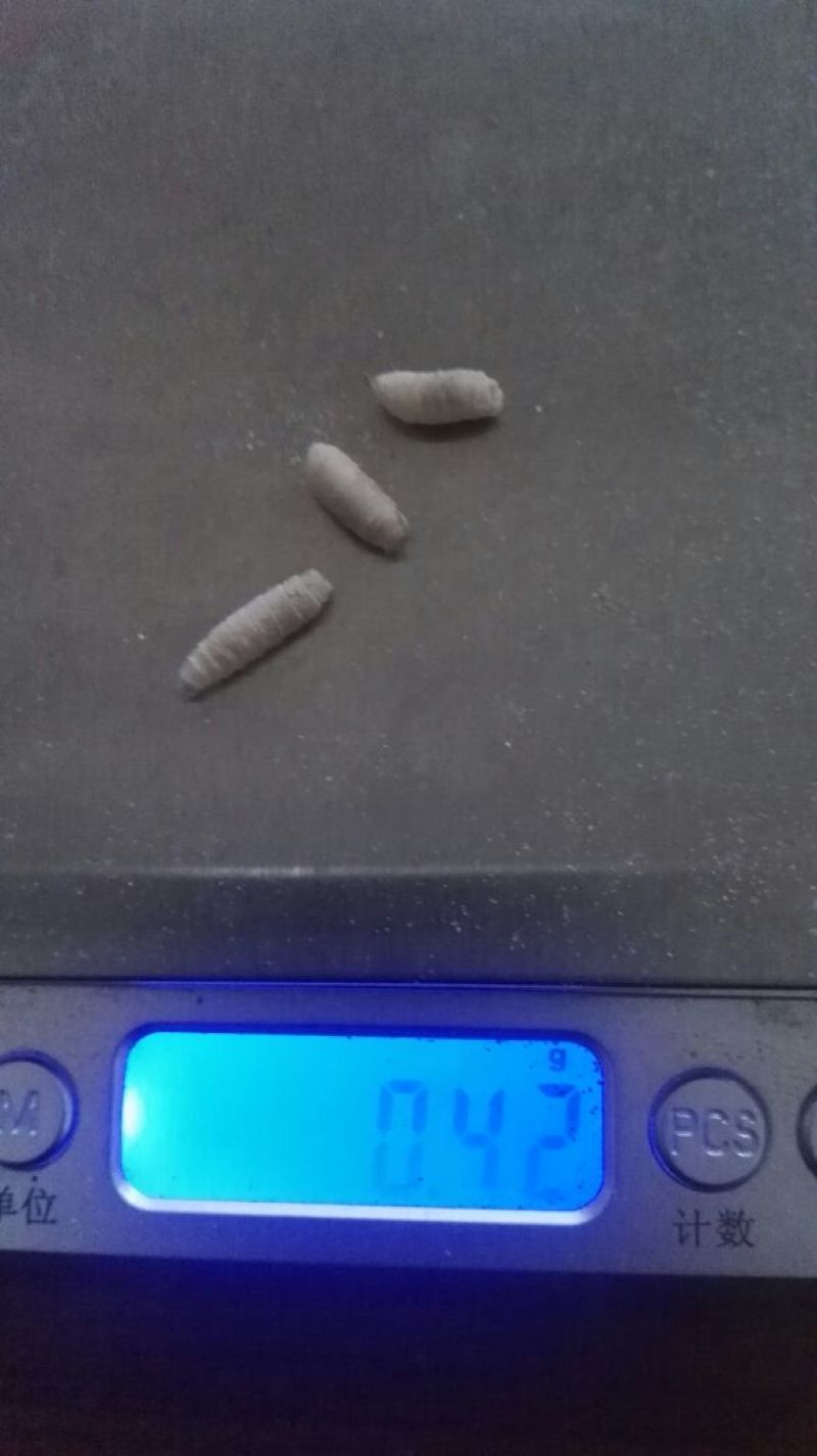 蝇蛆活蛆