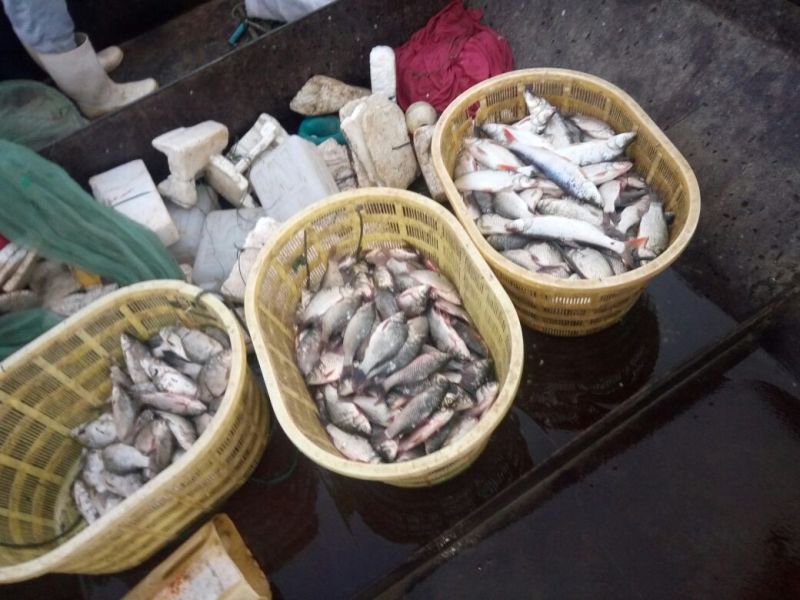 杂交鲫鱼食用