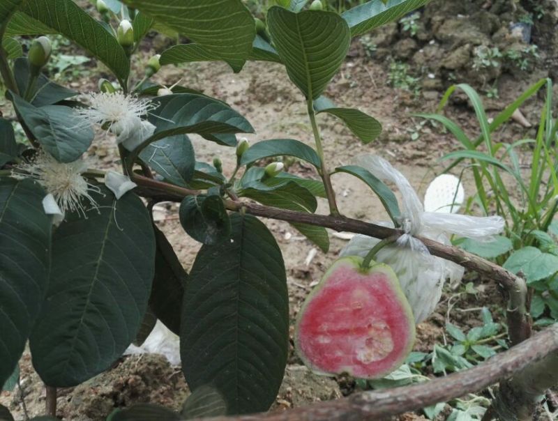 西瓜番石榴苗50~80cm