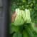 蔬菜