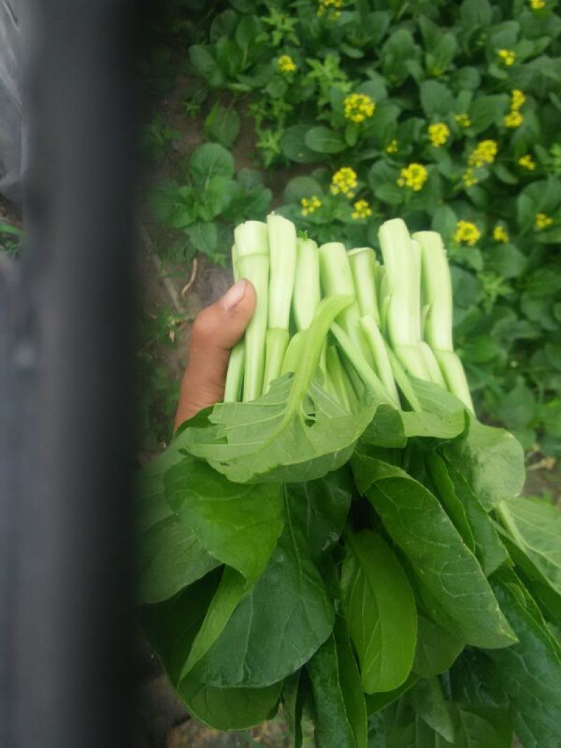 蔬菜