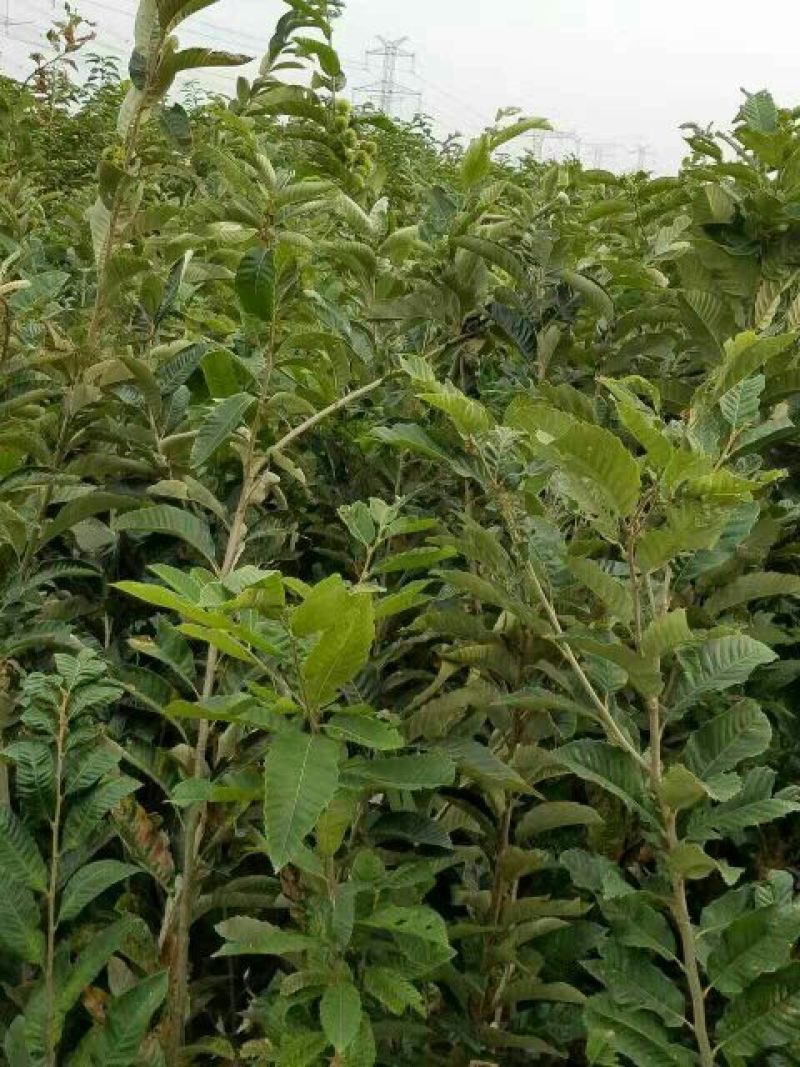 板栗树苗嫁接板栗苗华光板栗泰山板栗等