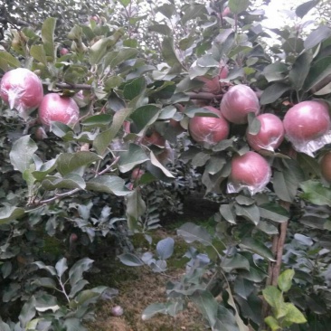 美八红露华硕苹果供应中，规格齐全，实力代办价格可谈