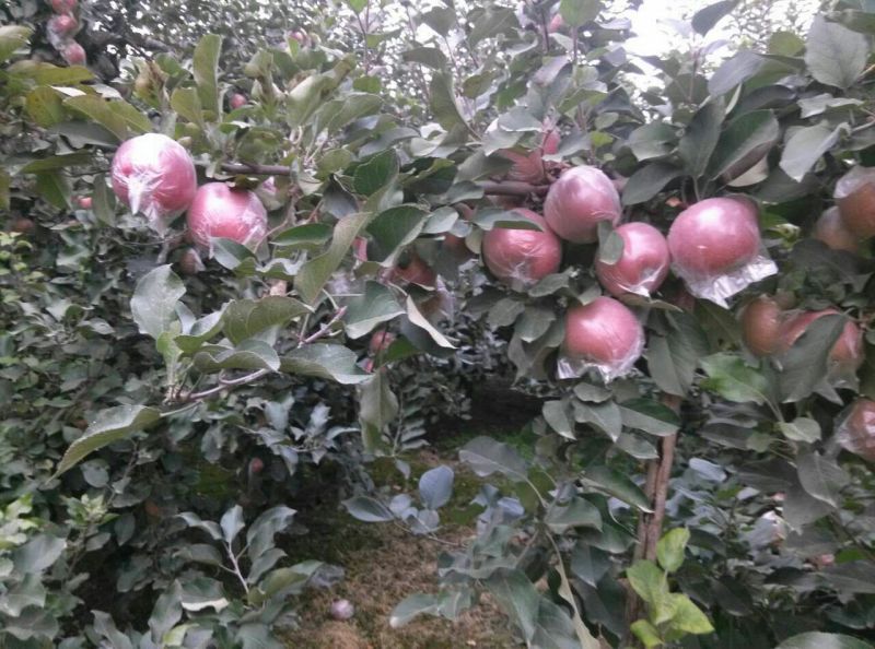 美八红露华硕苹果供应中，规格齐全，实力代办价格可谈