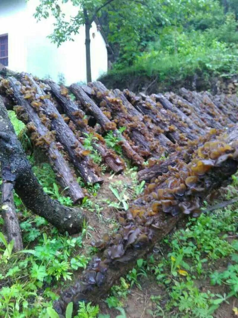 干木耳一级