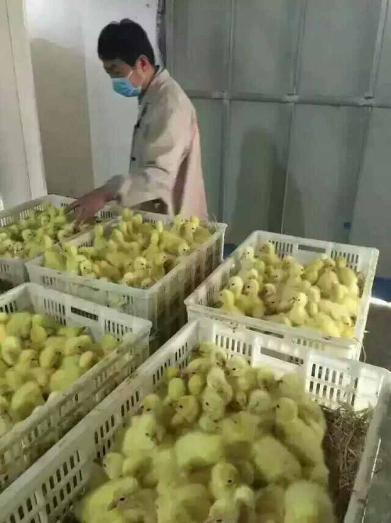 鹅苗250g以下