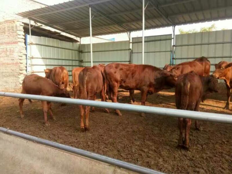 优质南阳肉牛犊200~300斤