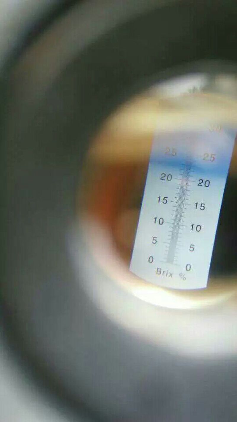 桃树苗60~70cm