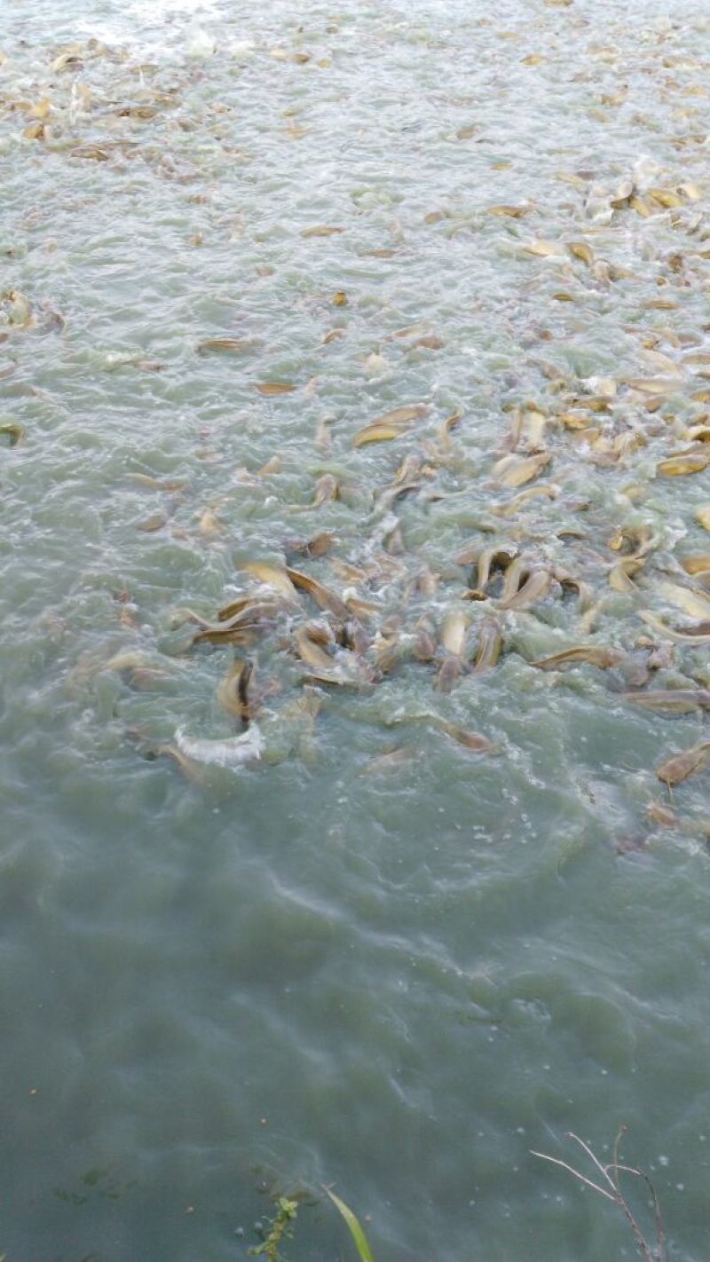 胡子鲶食用