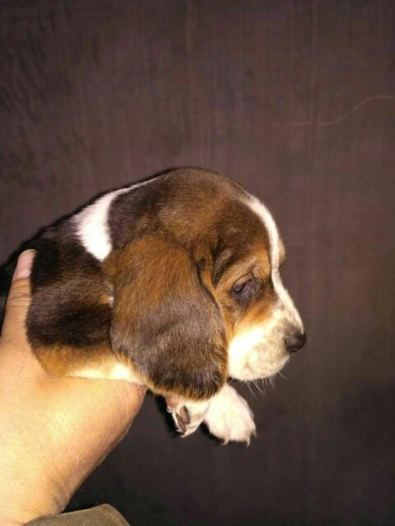 比格犬母