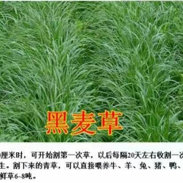 黑麦草种子