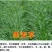 黑麦草种子