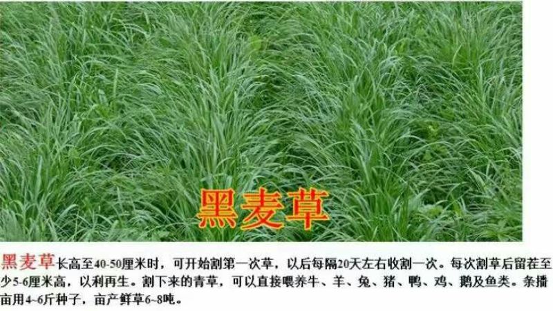 黑麦草种子