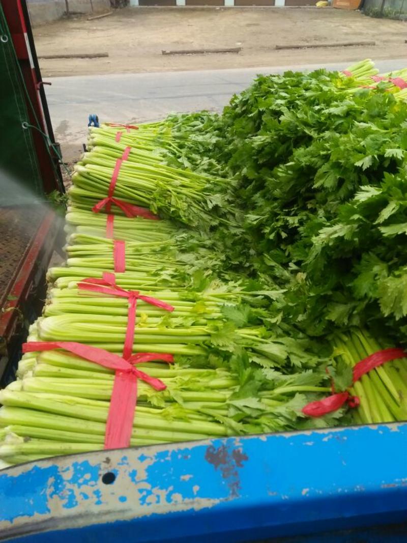 荐夏邑大棚芹菜法国西芹大量上市，供应店商，各大市场超市