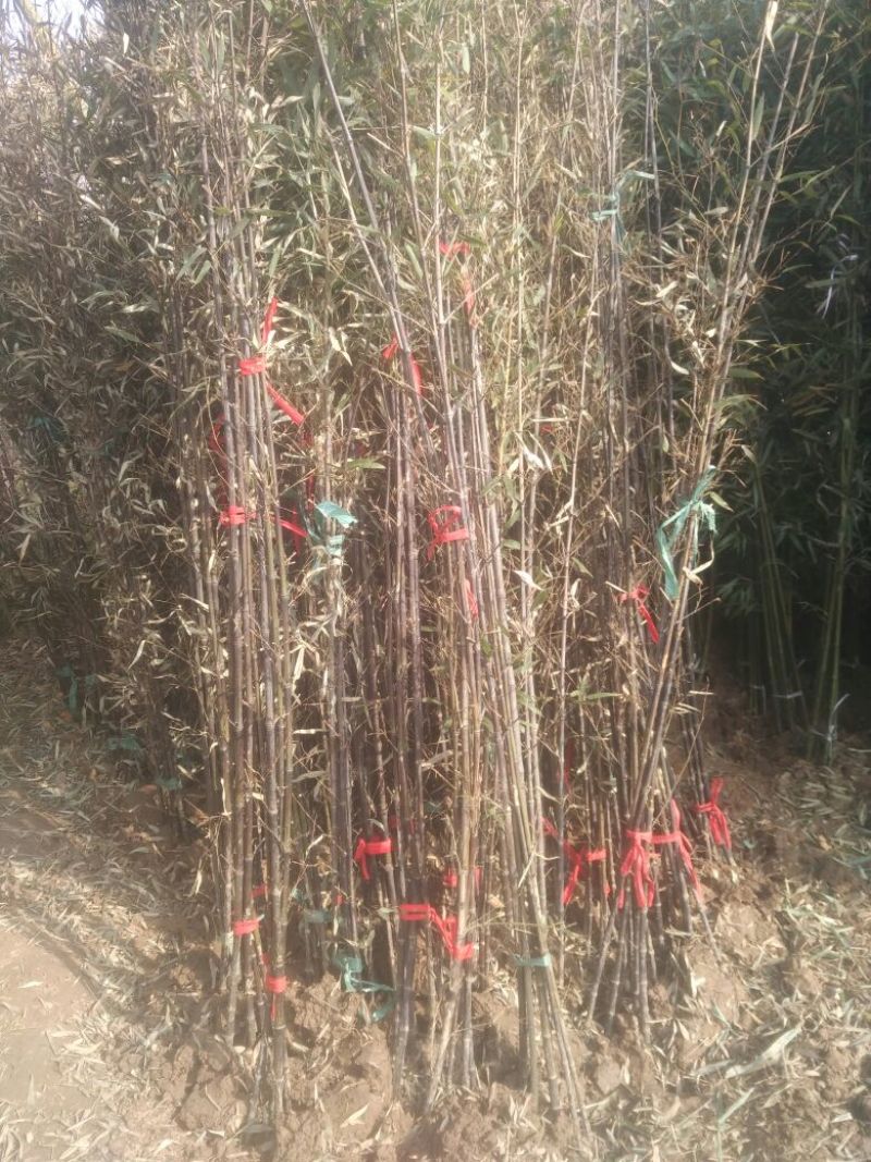 紫竹2~3m