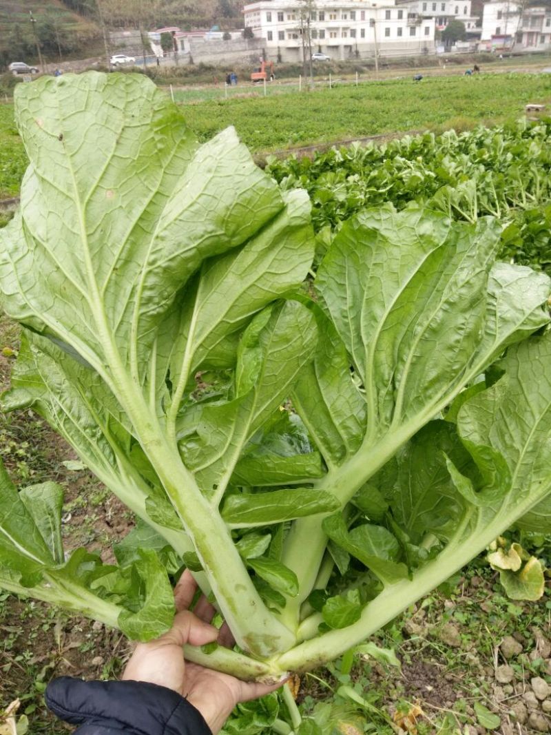 梅菜
