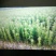 杨梅树30~50cm