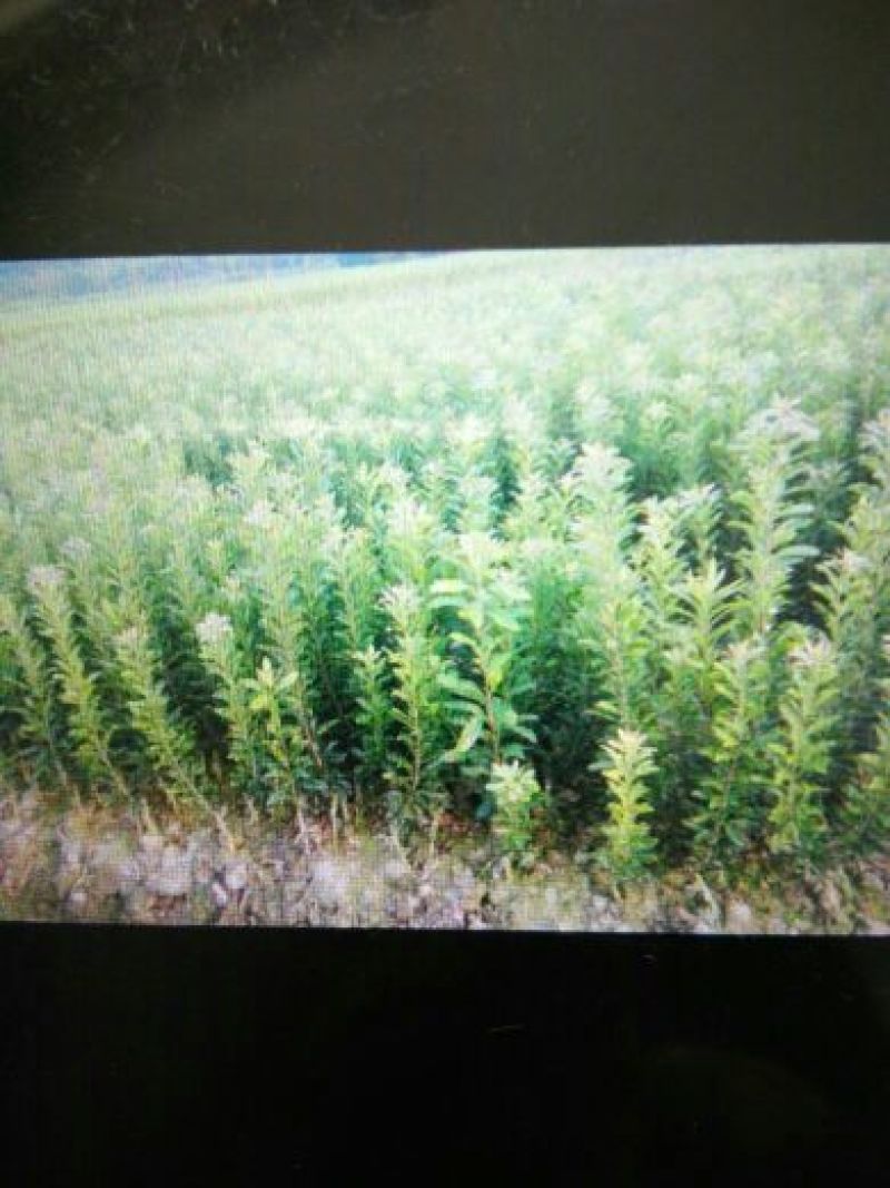 杨梅树30~50cm
