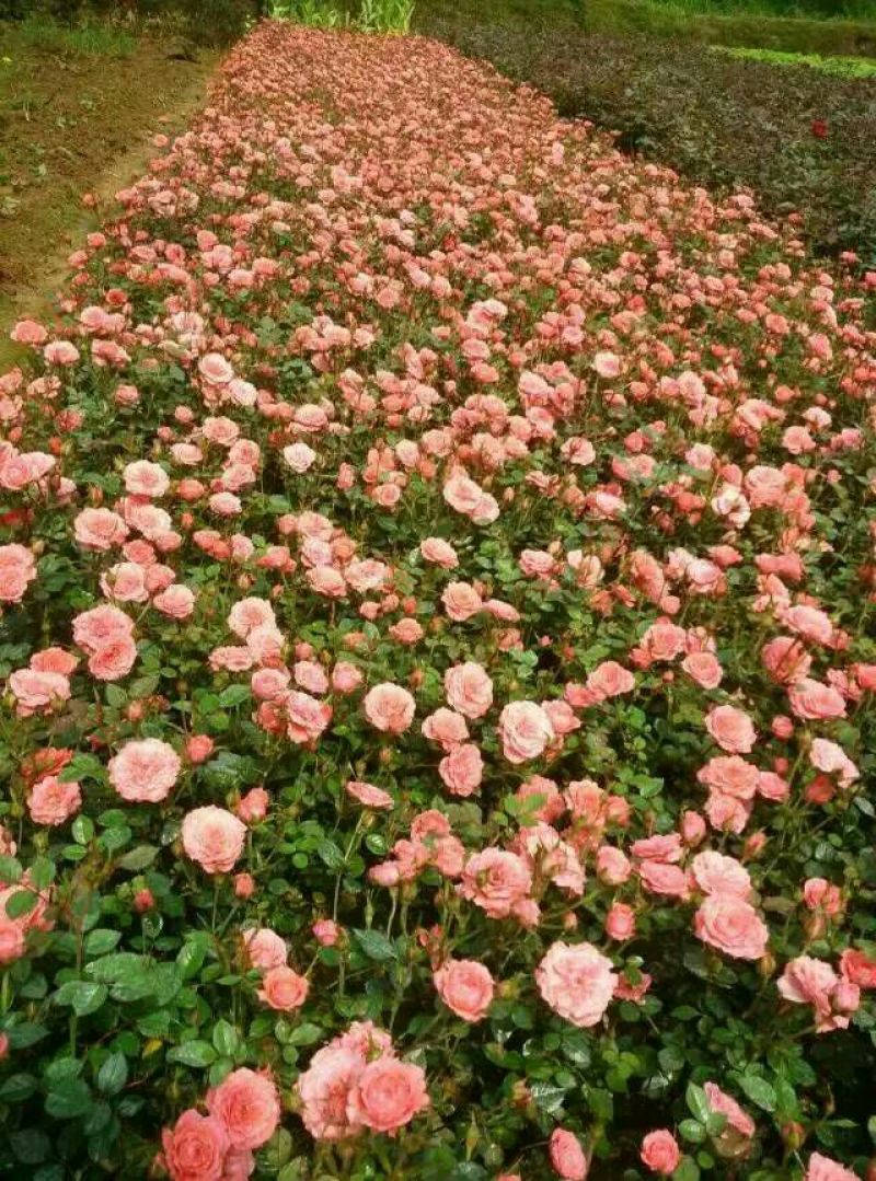 供应湖南月季丰花月季，钻石月季，小花月季，玫瑰小苗价格