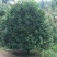 茶花20~30cm