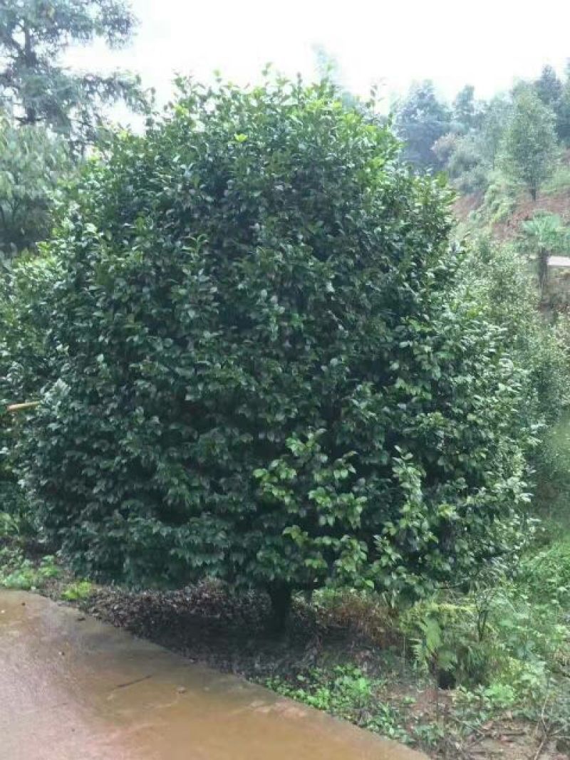 茶花20~30cm