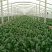 秋菠菜20~25厘米