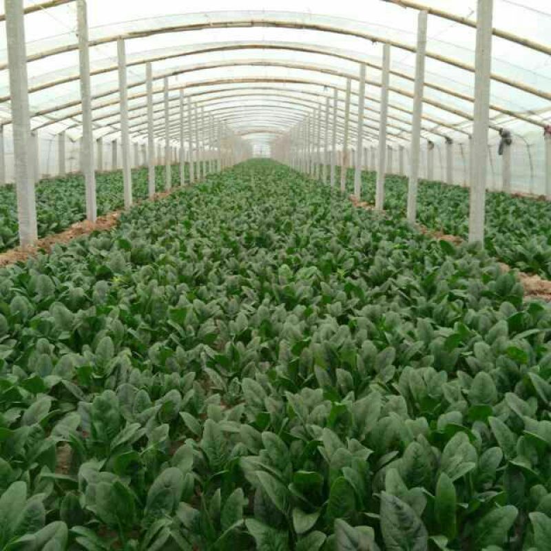 秋菠菜20~25厘米