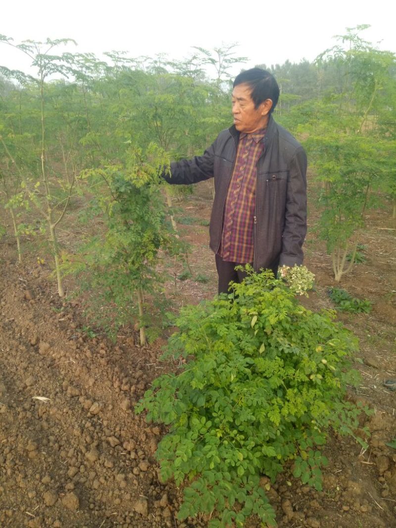 辣木茶特级