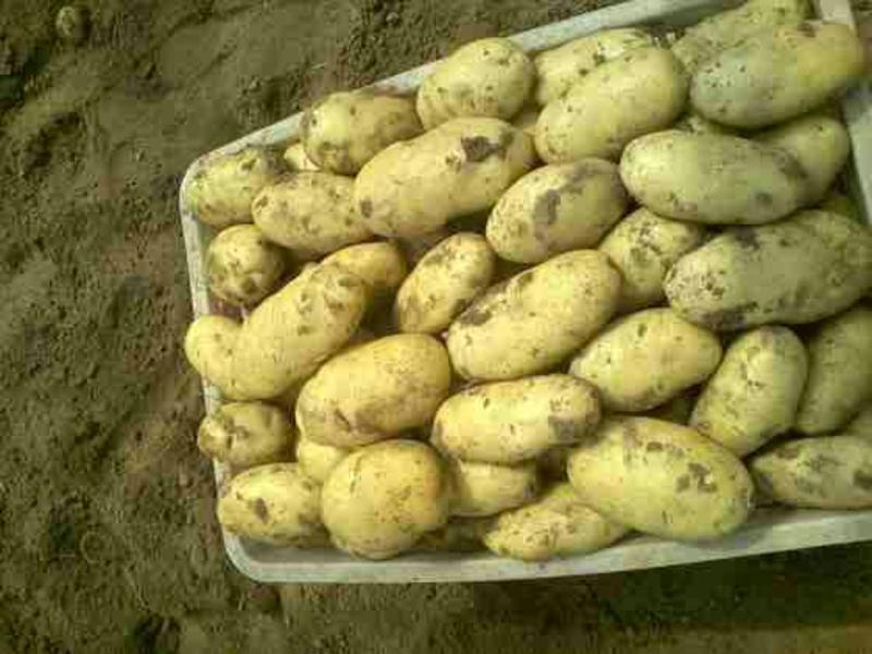 日照荷兰十五土豆3两以上冷库土豆批发大量有货