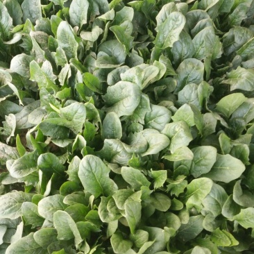 大叶菠菜15~20厘米