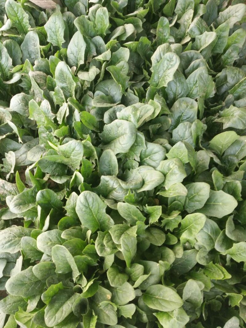 大叶菠菜15~20厘米