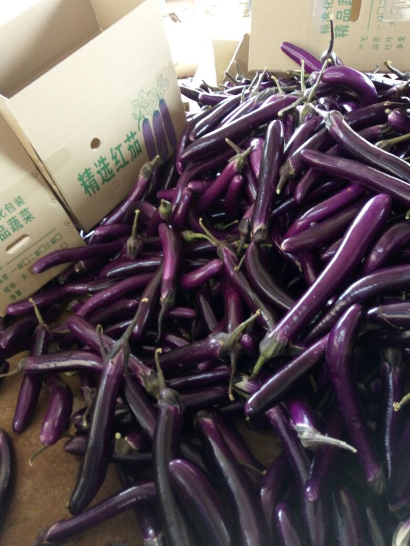 徐闻县精品紫红茄，7两以上，现大量上市，需要的联系我