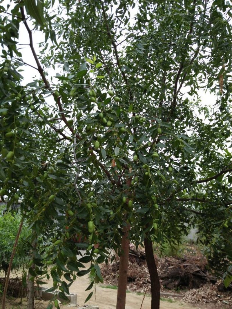枣树苗80~110cm
