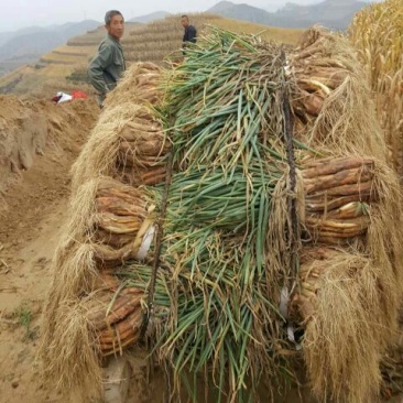 红葱大葱净葱3cm左右