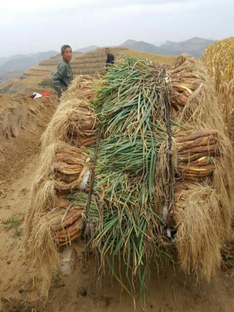 红葱大葱净葱3cm左右
