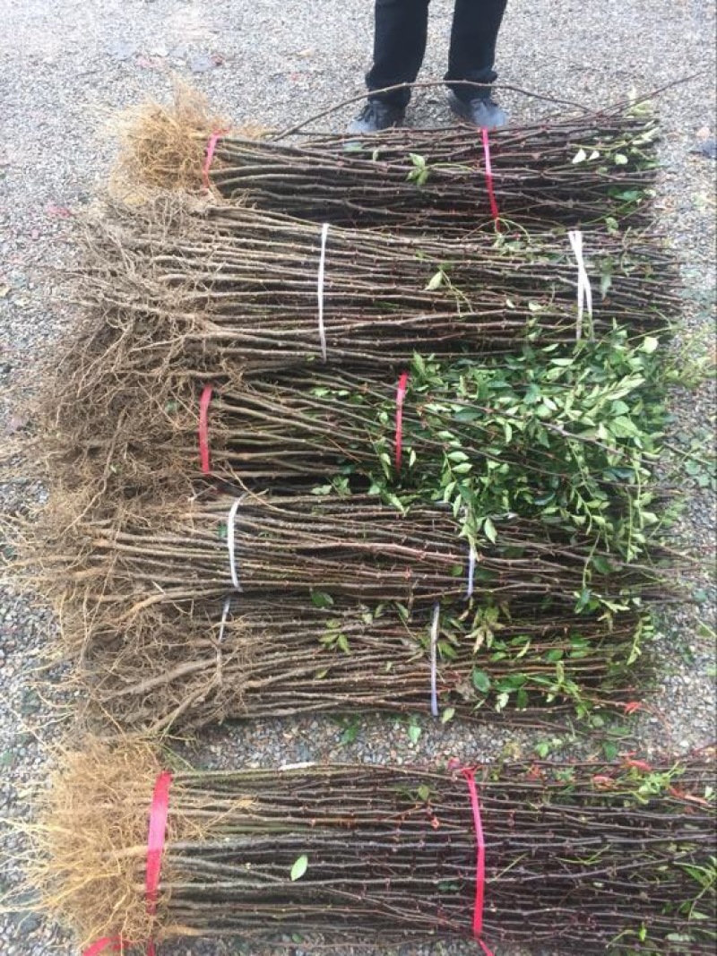 基地批发零售纯正大红袍花椒苗，价格优惠