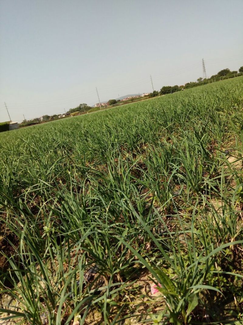 韭菜花规格25-35cm靓短花