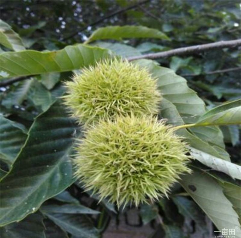 大红袍板栗苗30~50cm