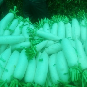 白萝卜1.5~2斤起