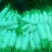 白萝卜1.5~2斤起
