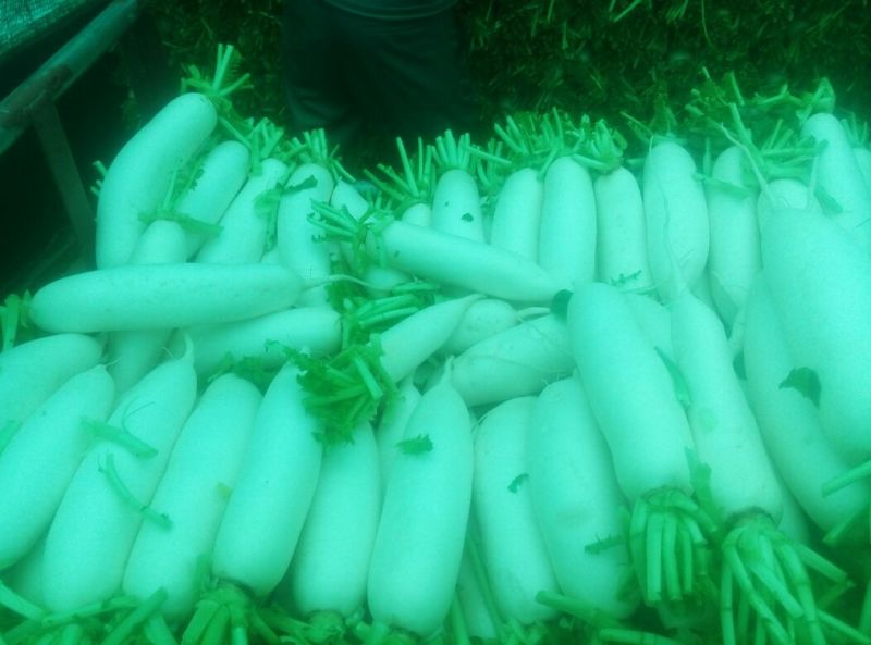 白萝卜1.5~2斤起