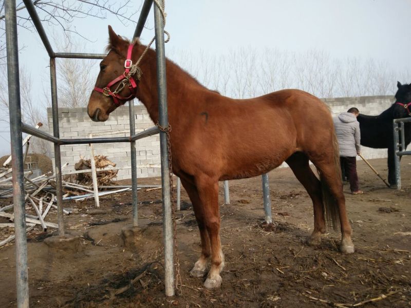 肉马300~400kg
