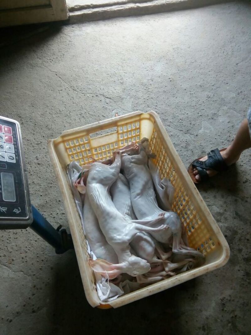 兔肉3~5