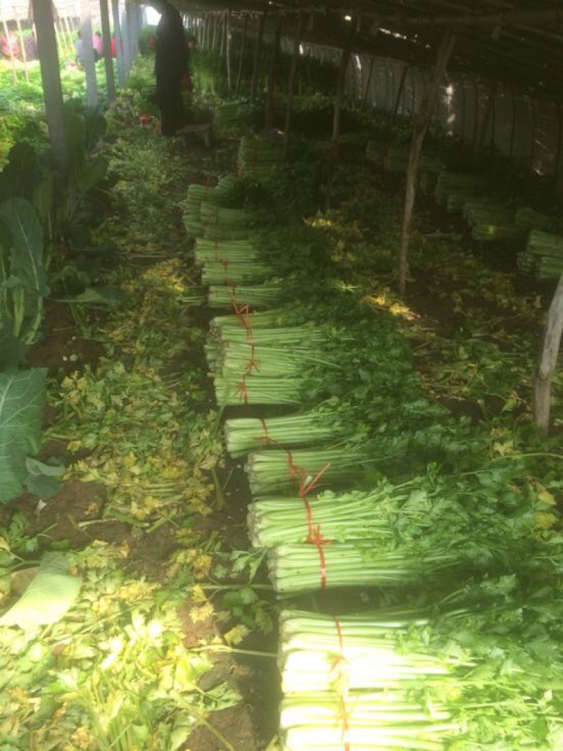 大量低价供应金乡西芹，基地货源充足，当天发货，全国供应