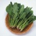 全能菠菜15~20厘米
