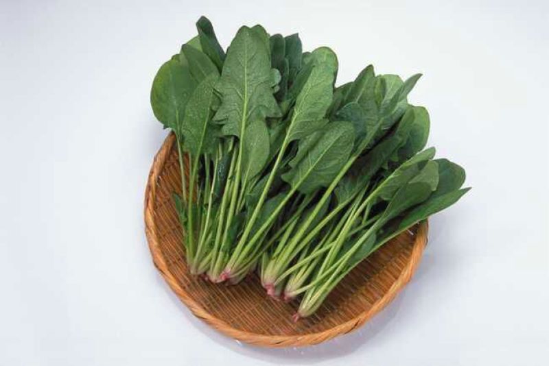 全能菠菜15~20厘米